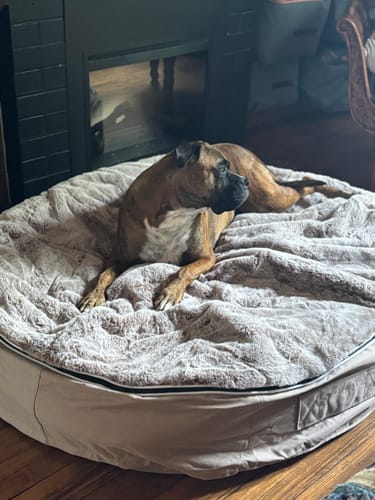 Marita V. review of XXL Rebound Foam Mattress Dog Bed - Interior/Outdoor image 1 out of 3