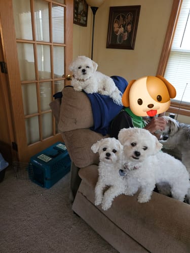 Customer photo review of furMe® AirClipper Blades