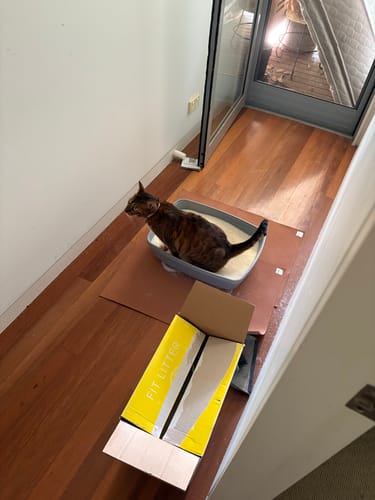 Customer photo review of 3 Month Supply - 1 Cat