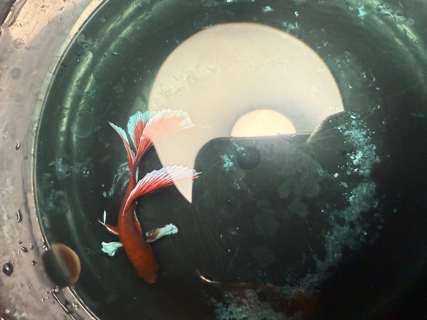 Customer photo review of Dumbo Lavender Halfmoon Male Betta Fish