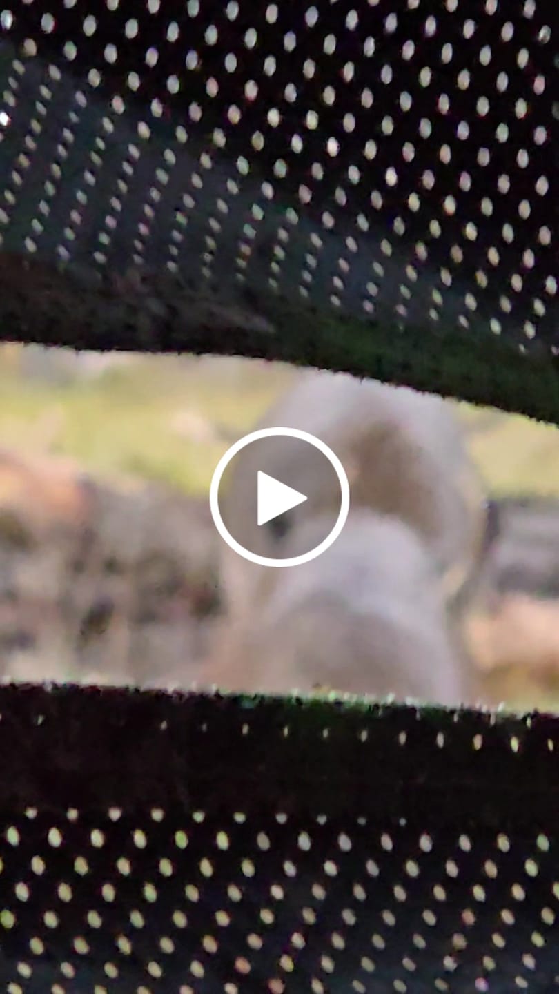 Customer video review of Vis Series See Through Hunting Blind, Pop Up Ground Deer Blind