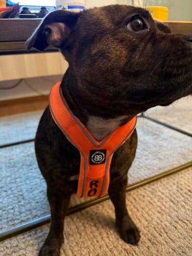 Customer photo review of Slip on Harness | Foam Padded - Orange