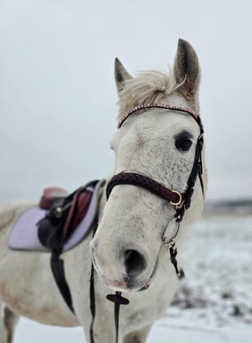 Customer photo review of Odessa bonita Multi Bridle padded - MASEGO bit to bitless system