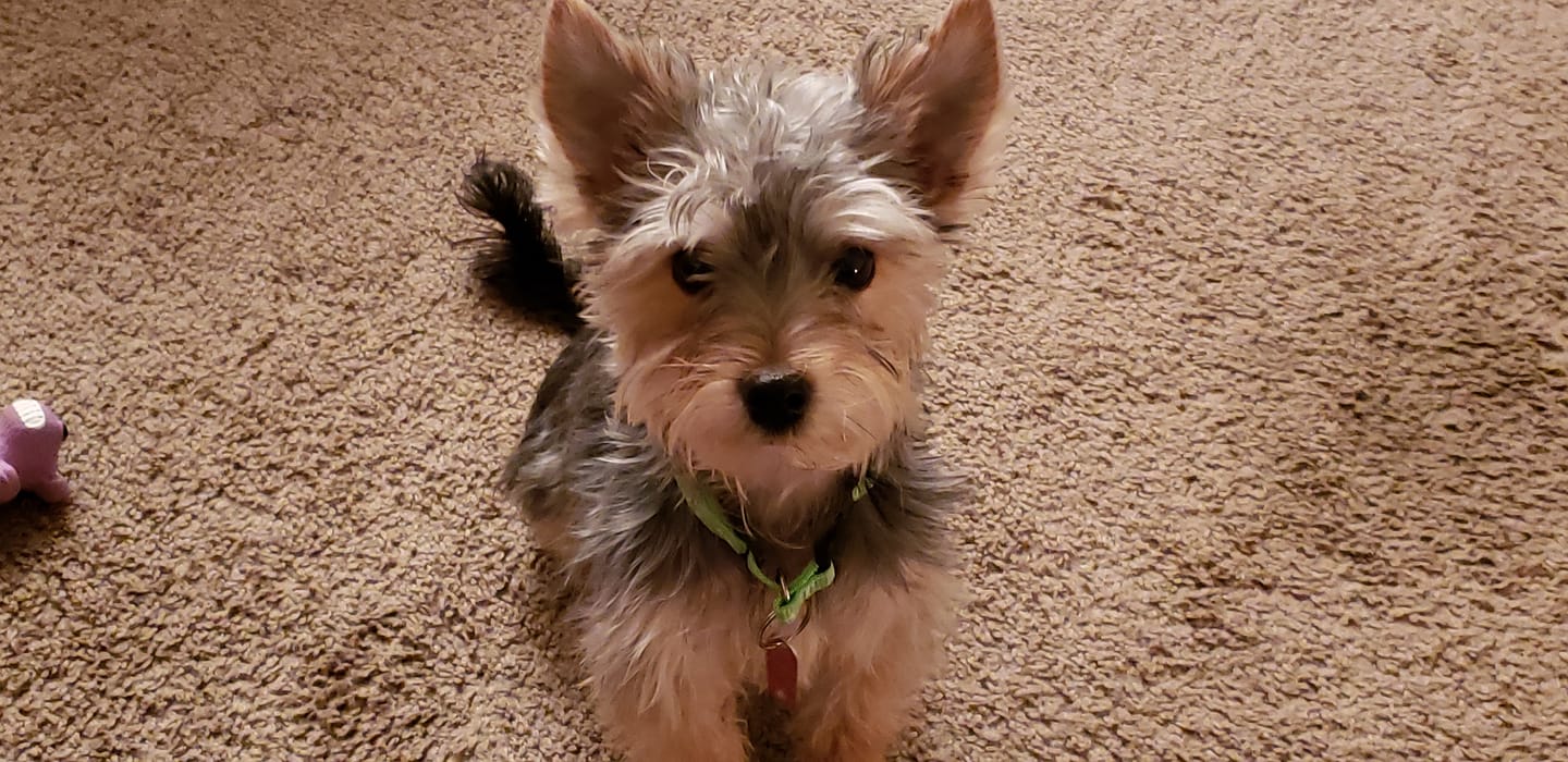 Customer photo review of Earthbones Dental Chews For Dogs