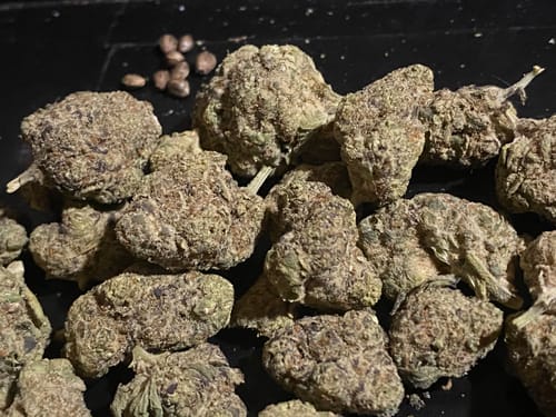 Customer photo review of Black Velvet - Indoor THCA (Full Size)