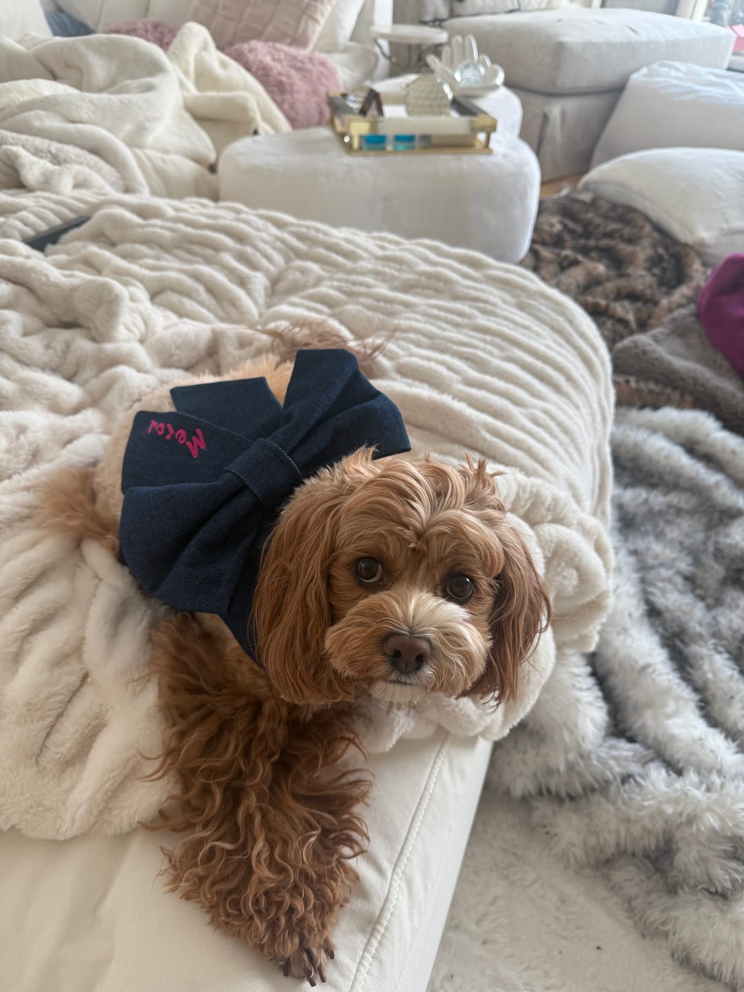 Customer photo review of Bow Harness