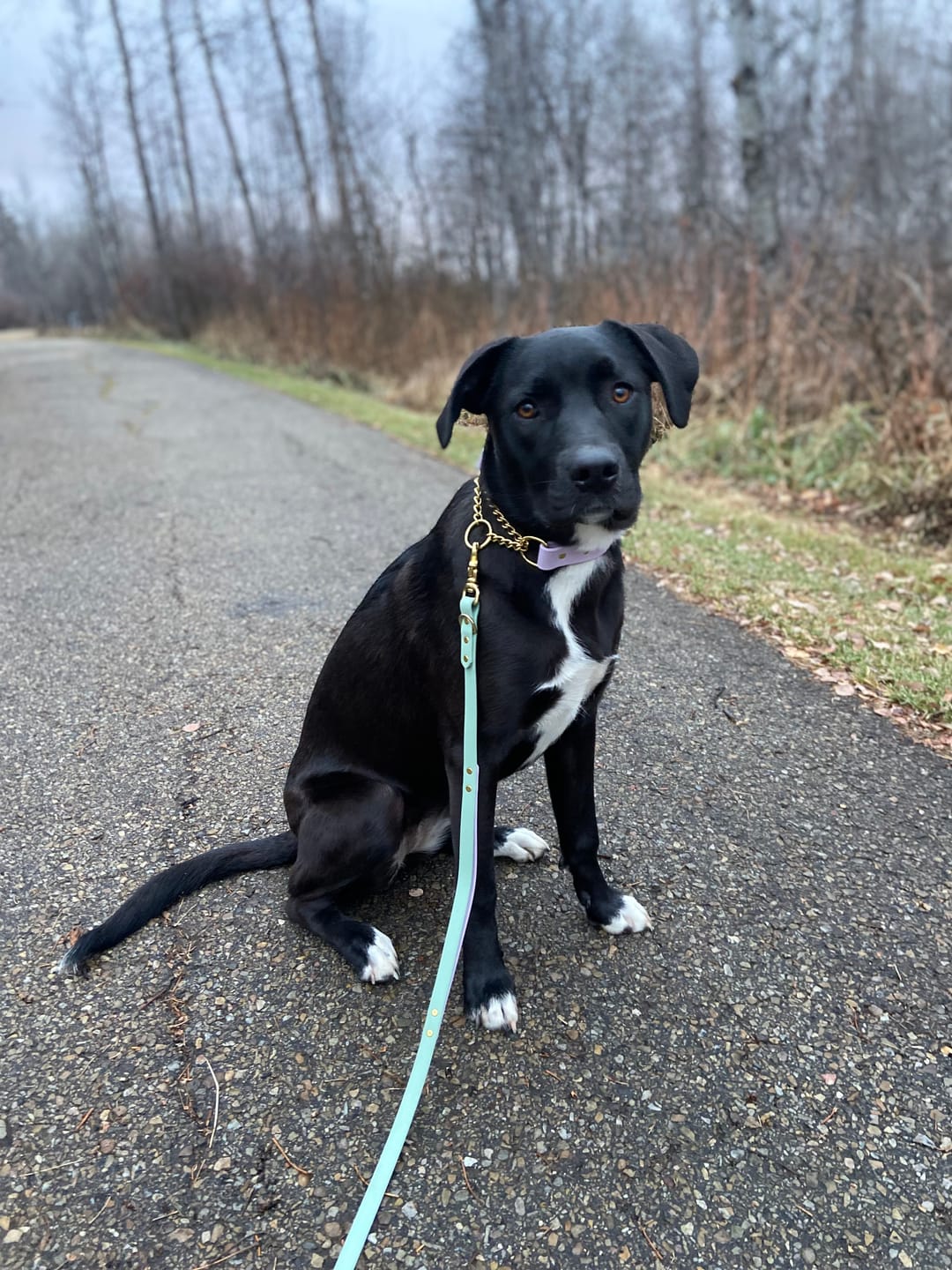 Customer photo review of Biothane Traffic Handle Dog Leash
