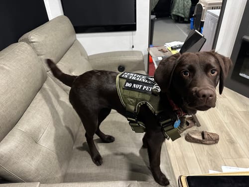 Customer photo review of NEW Upgraded Tactical No-Pull Team K9™ Dog Harness with 4 Quick-Release Metal Buckles, Reinforced Front & Back D-Rings, Hook & Loop Panels, Adjustable Straps, Reflective Strips, & Top Handle