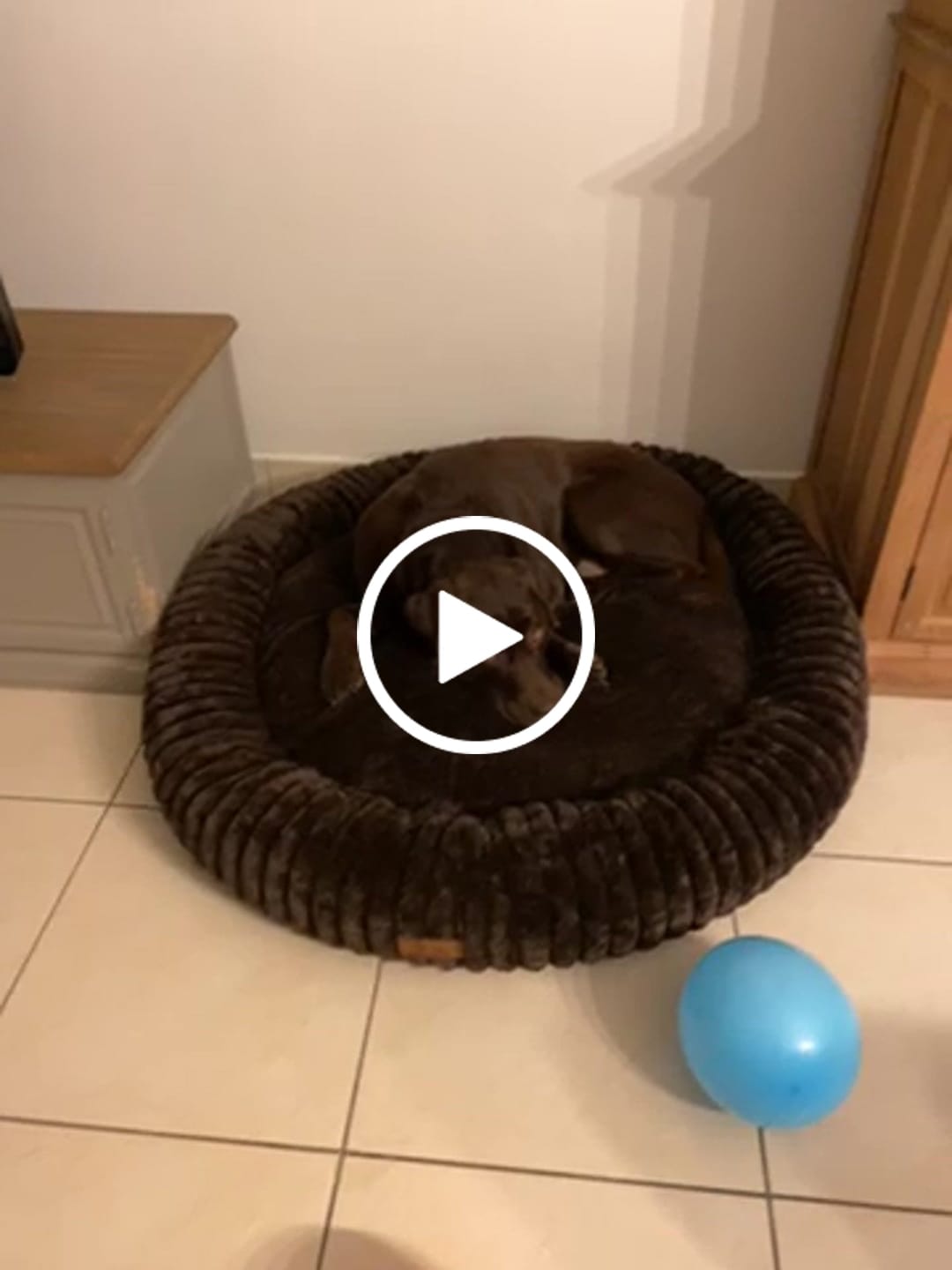 Customer video review of Pet Perfect Hoes (ZONDER VULLING) voor Orthopedische Donutmand - ZONDER VULLING
