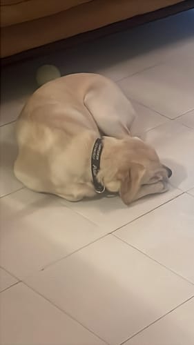 Customer photo review of Collar personalizado para Mascota: Liso