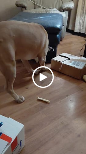 Customer video review of Beef Trachea Tubes - 6 in