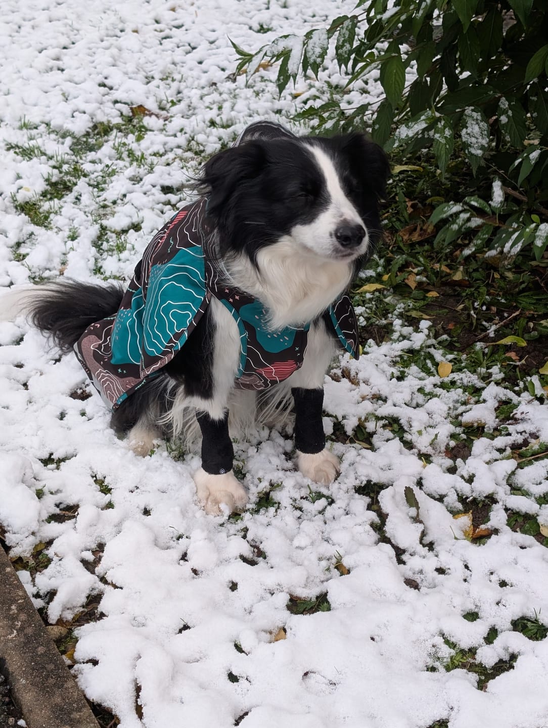 Customer photo review of Stretchy Fleece Dog Leg Warmer Sleeves