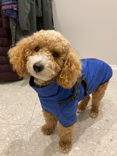 Customer photo review of Verano - Lightweight Waterproof Dog Coat with Built in Harness
