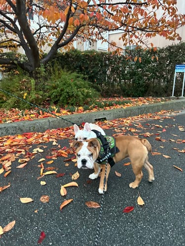 Customer photo review of FunFunPet 高機能ハーネス（お名前タグ作成サービス付き）