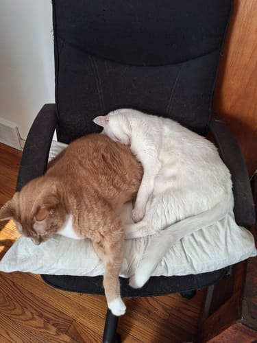 Customer photo review of 6x Blisso Advanced Cat Probiotic