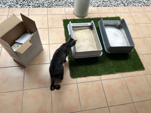 Customer photo review of 3 Month Supply - 1 Cat