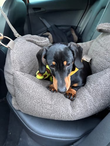 Customer photo review of Chocolate | The Cosy Car Seat