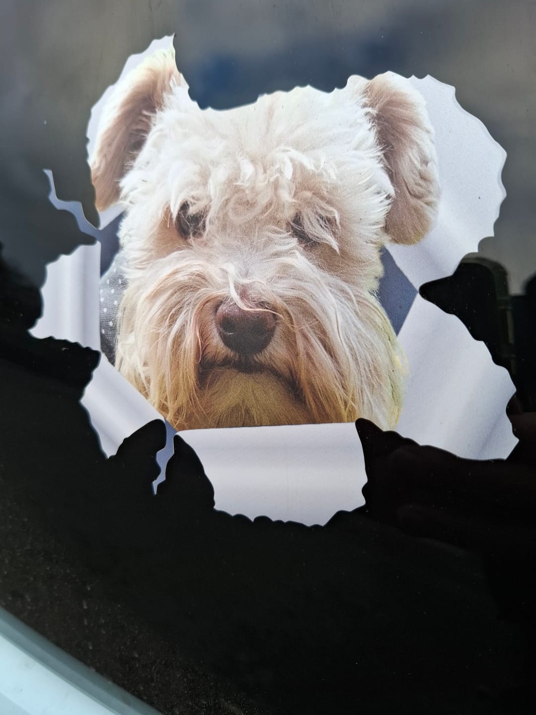 Customer photo review of Spähendes Foto - Individueller Autoaufkleber