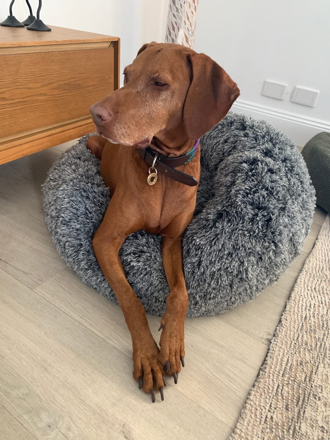 Customer photo review of Premium Calming Pet Bed with Removable Cover