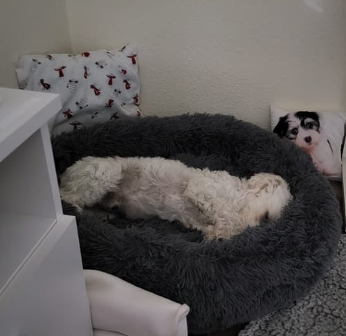 Customer photo review of Hundebett Fluffy Plus - Das Original