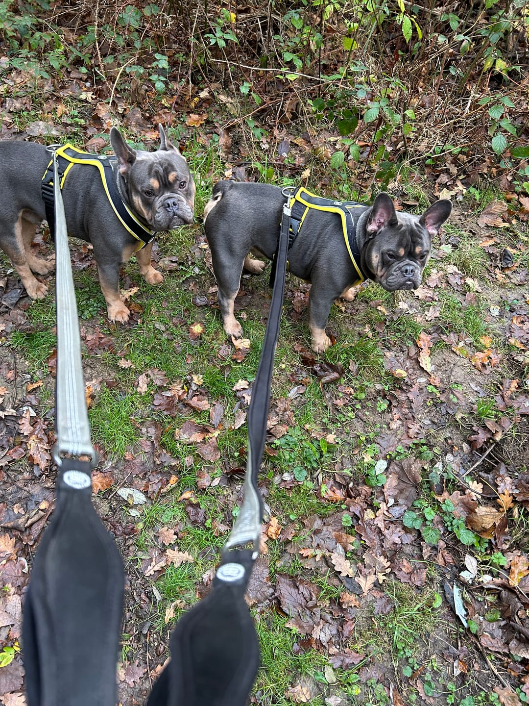 Customer photo review of Slip on Harness | Foam Padded - Black x Yellow