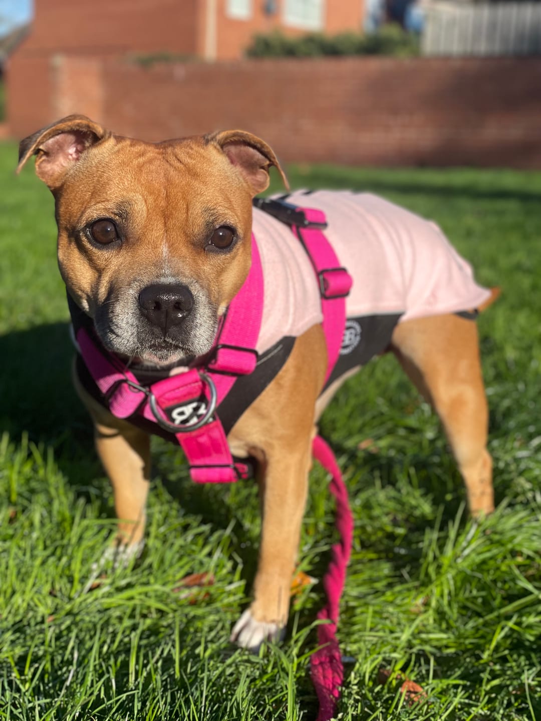 Customer photo review of Training Anti Pull TRI-Harness® | M-XL Breeds - Magenta