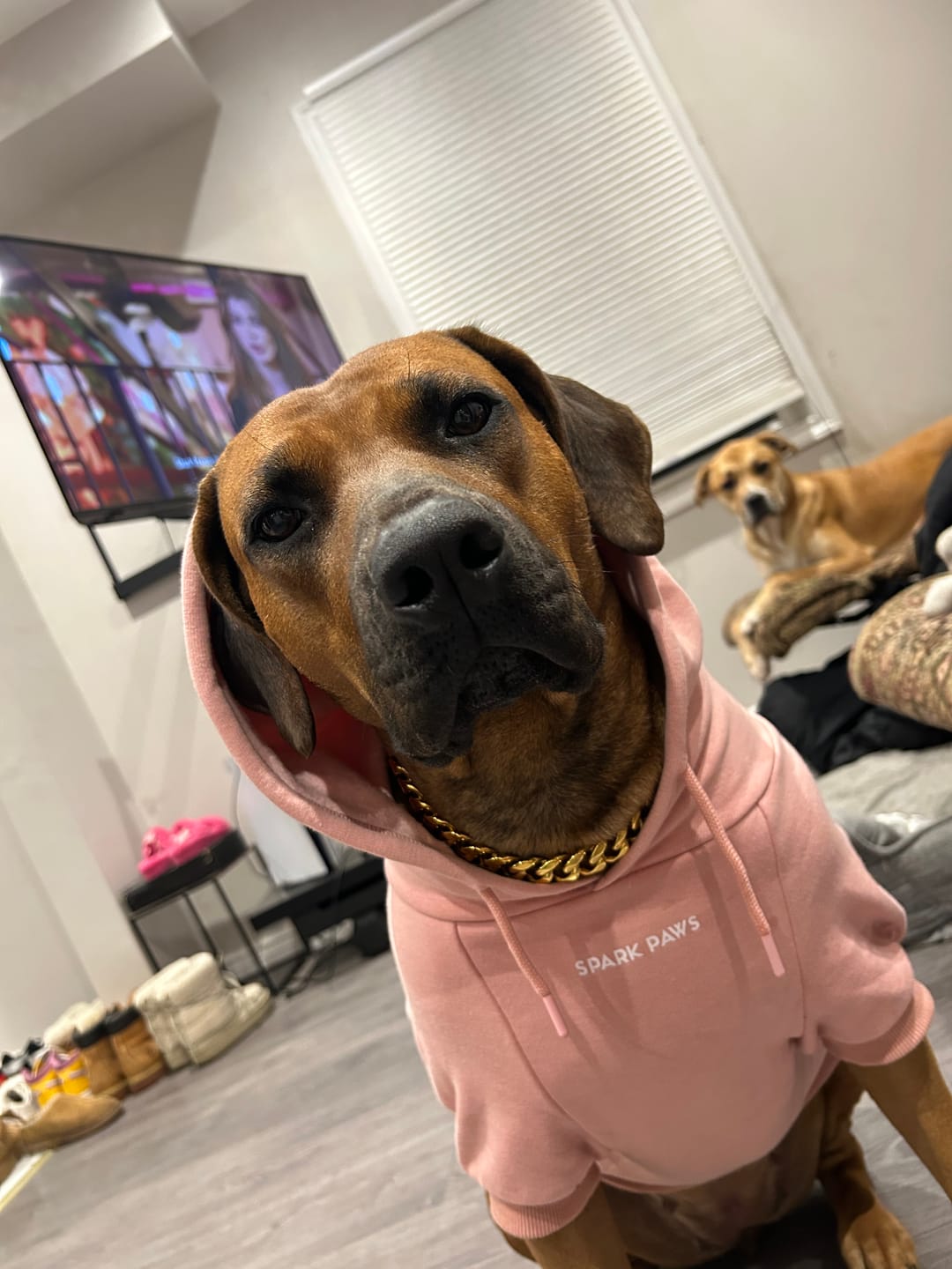 Customer photo review of Cuban Link Chain Dog Collar - Gold