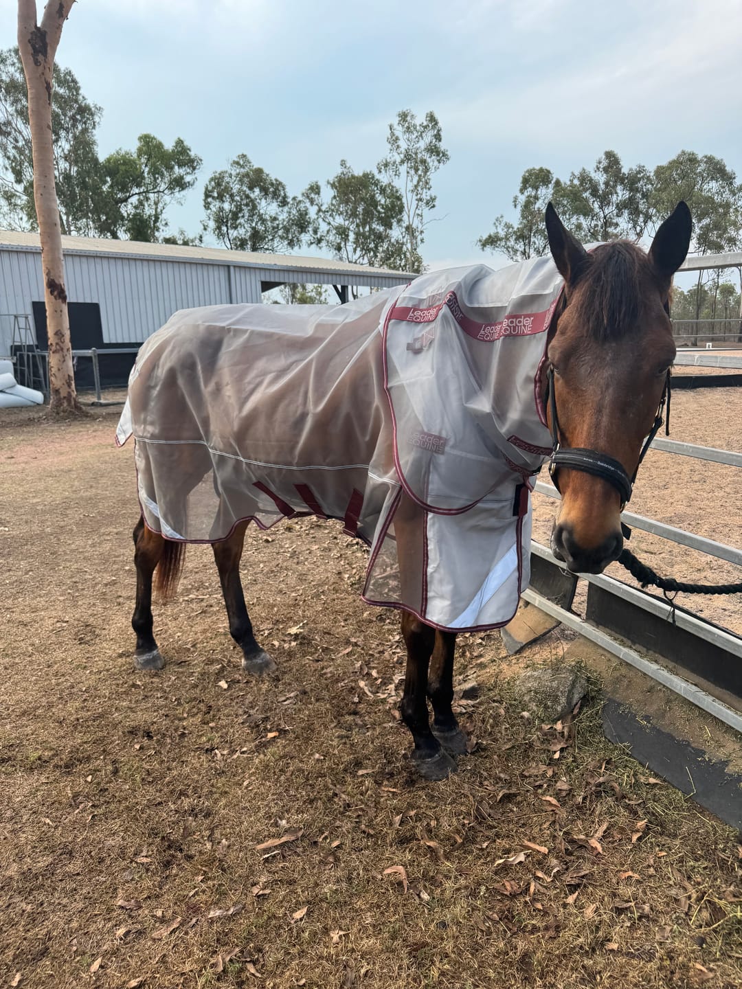 Customer photo review of LE Defender Anti-Insect Fly Rug