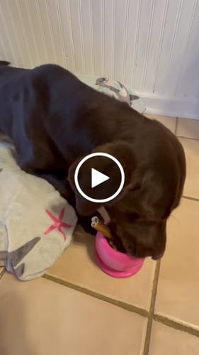 Customer video review of Freezball - Durable Fillable Dog Chew Bone