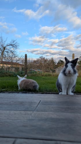 Customer photo review of Abonnement Foin de prairie en vrac