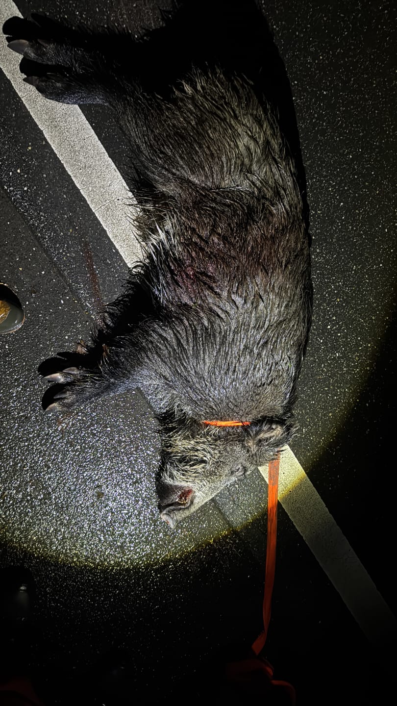 Customer photo review of Fisch Lockmittel - Schwarzwild und Raubwild
