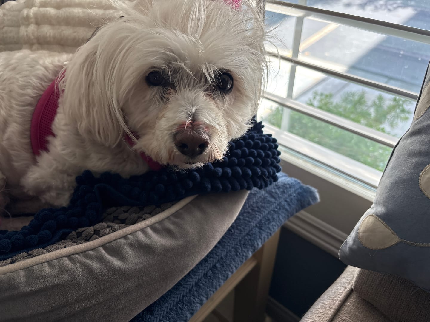 Customer photo review of Dog Tear Stain Remover Solution - Gentle Daily Formula