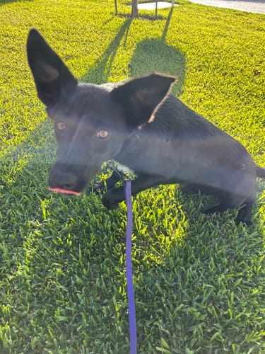 Customer photo review of Crocodile Leg Bones