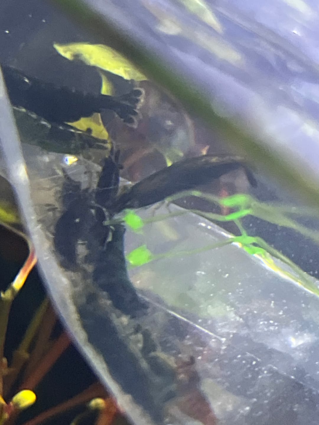 Customer photo review of Green Jade Shrimp
