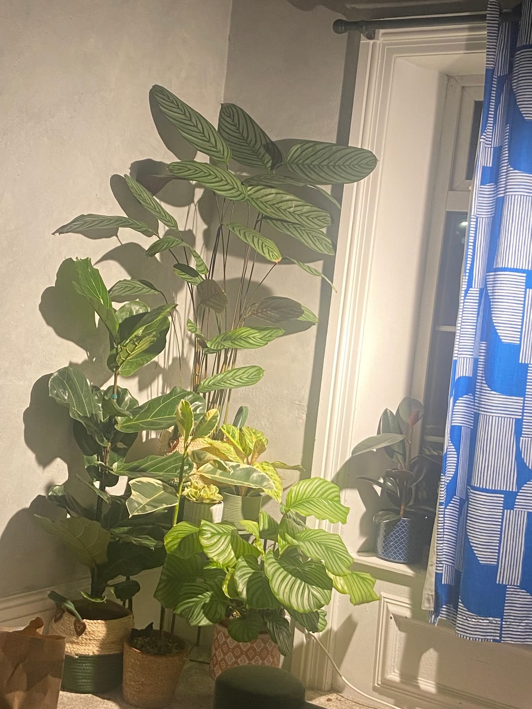 Customer photo review of Pianta LED Grow Light 3-Pack bundle