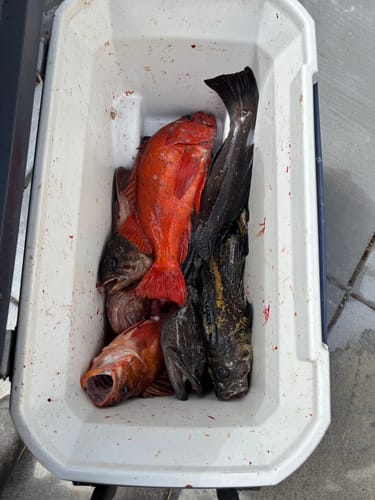 Customer photo review of Fisherman's Life® Vertical Jigs 100g, 150g, 200g, 300g FOUR COLORS available