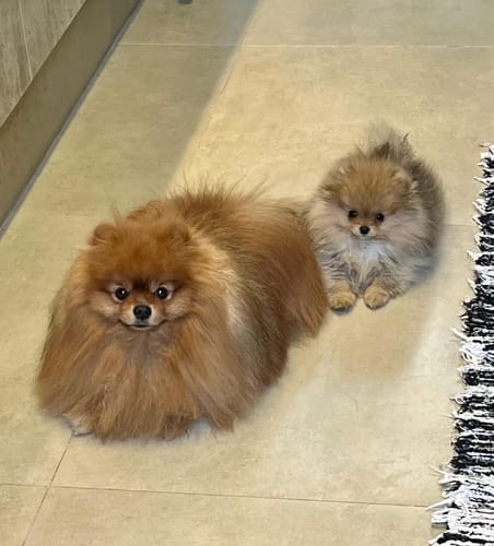 Customer photo review of Weasy Food Adultos | Alimentação natural para cães