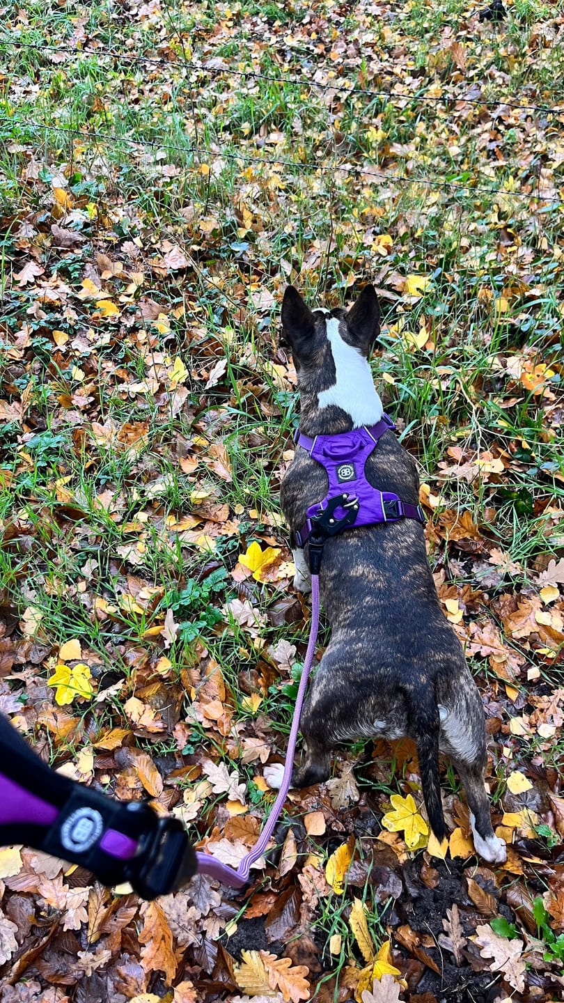 Customer photo review of Air Harness | Anti-Pull & With Handle - Purple