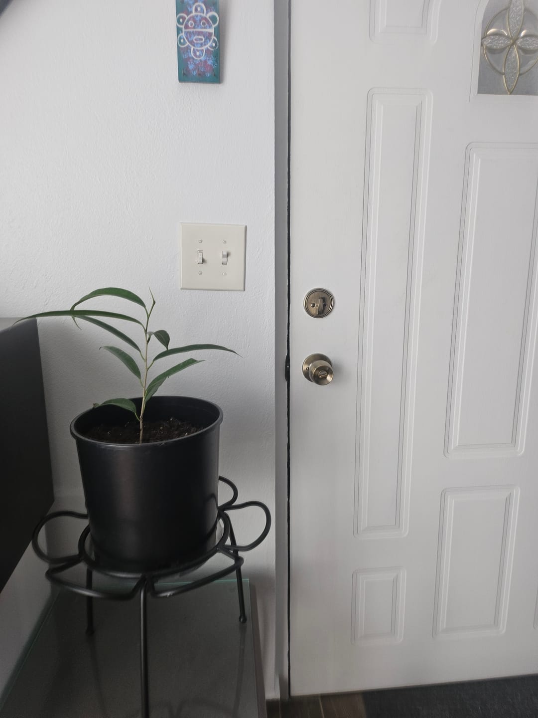 Customer photo review of Ficus maclellandii 'Alii'