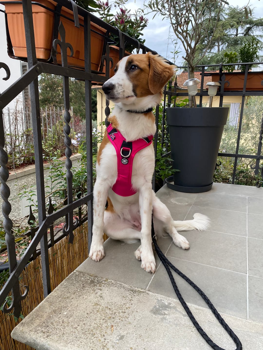 Customer photo review of Anti Pull Hurricane Harness Lighter | With Handle - Carminerose
