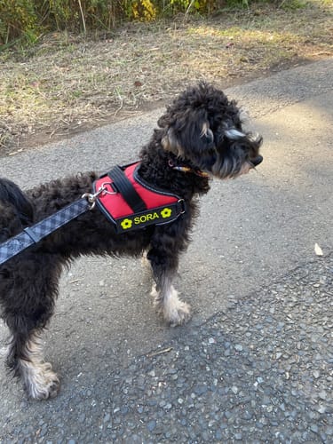 Customer photo review of FunFunPet 高機能ハーネス（お名前タグ作成サービス付き）