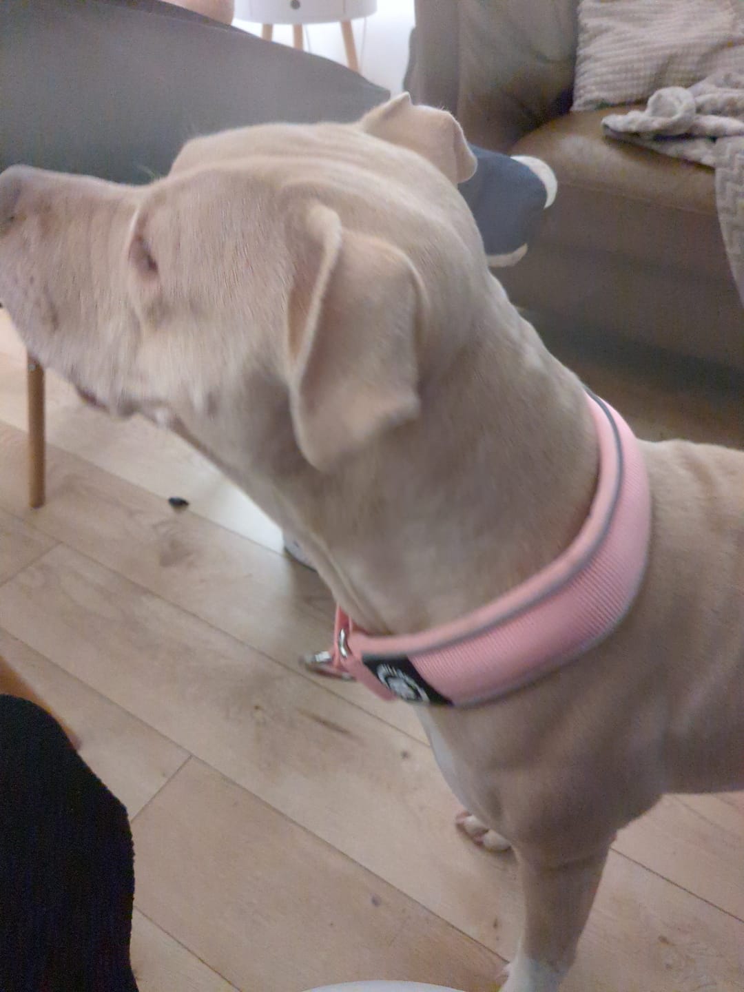 Customer photo review of 5cm Slip on Collar | Foam Padded - Pink