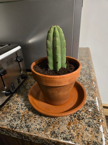 Customer photo review of Trichocereus Pachanoi | Non-PC San Pedro Cactus