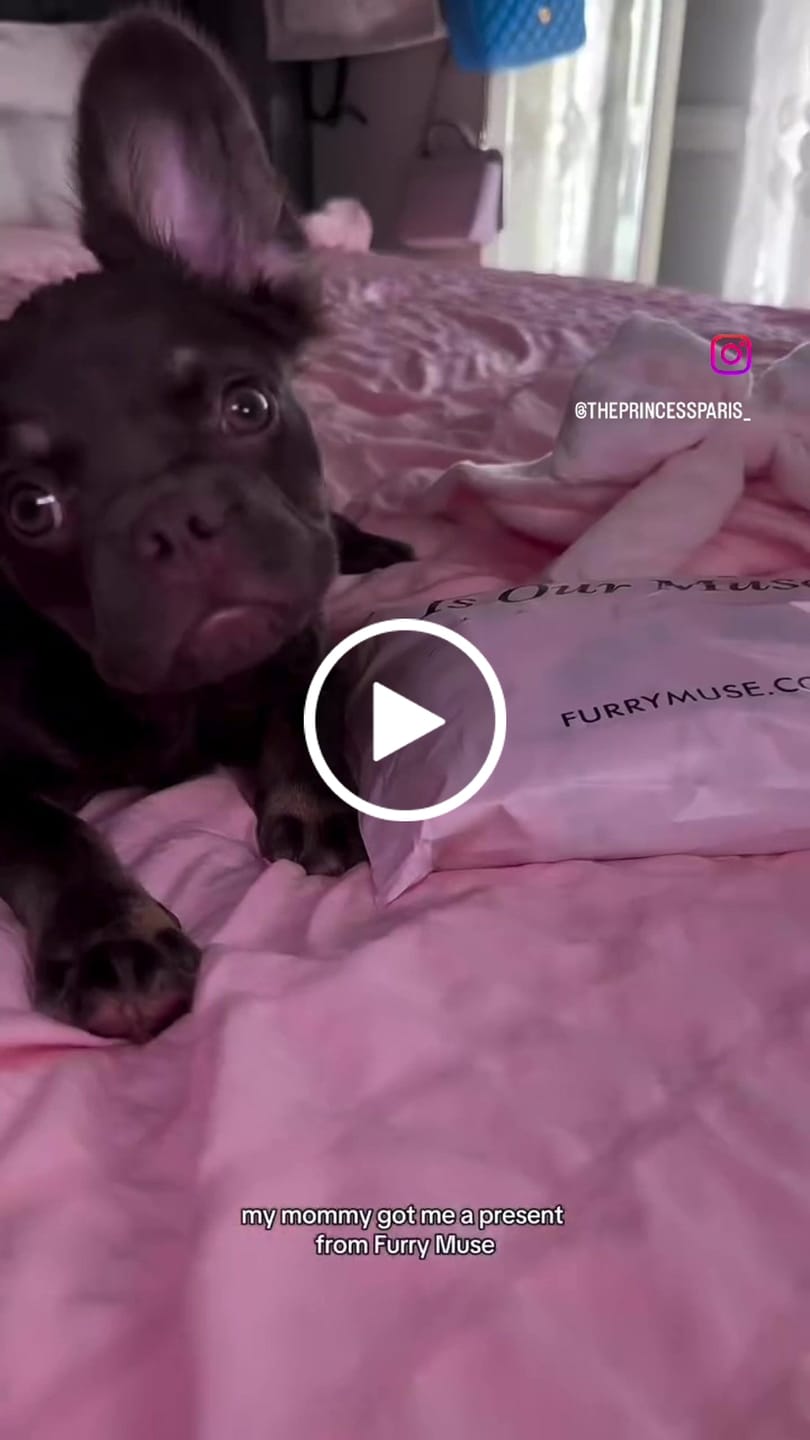 Customer video review of Wander! Bow Harness 2.0 - Cocoa