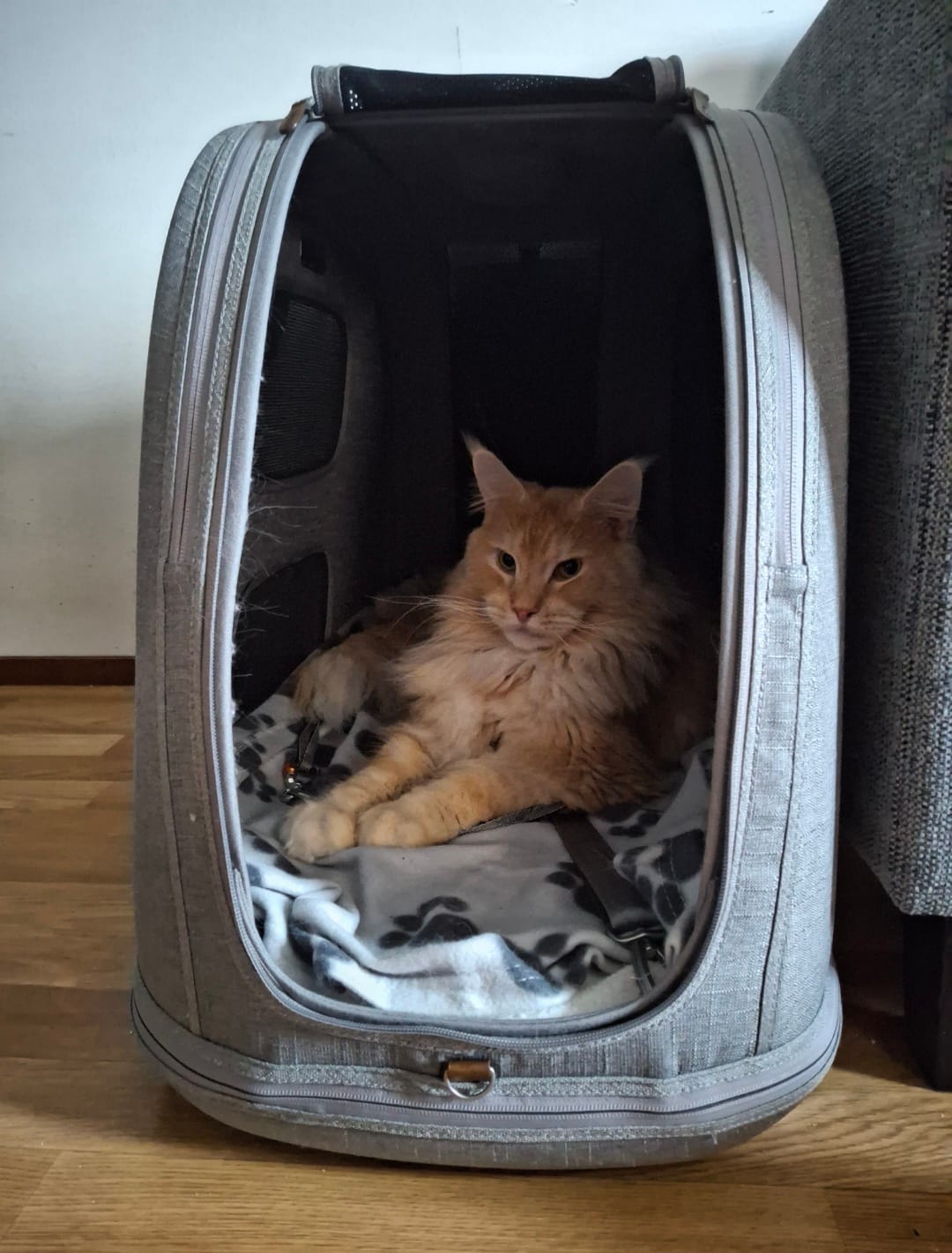 Customer photo review of Crispin - Törmäystestattu lemmikin kuljetuslaatikko