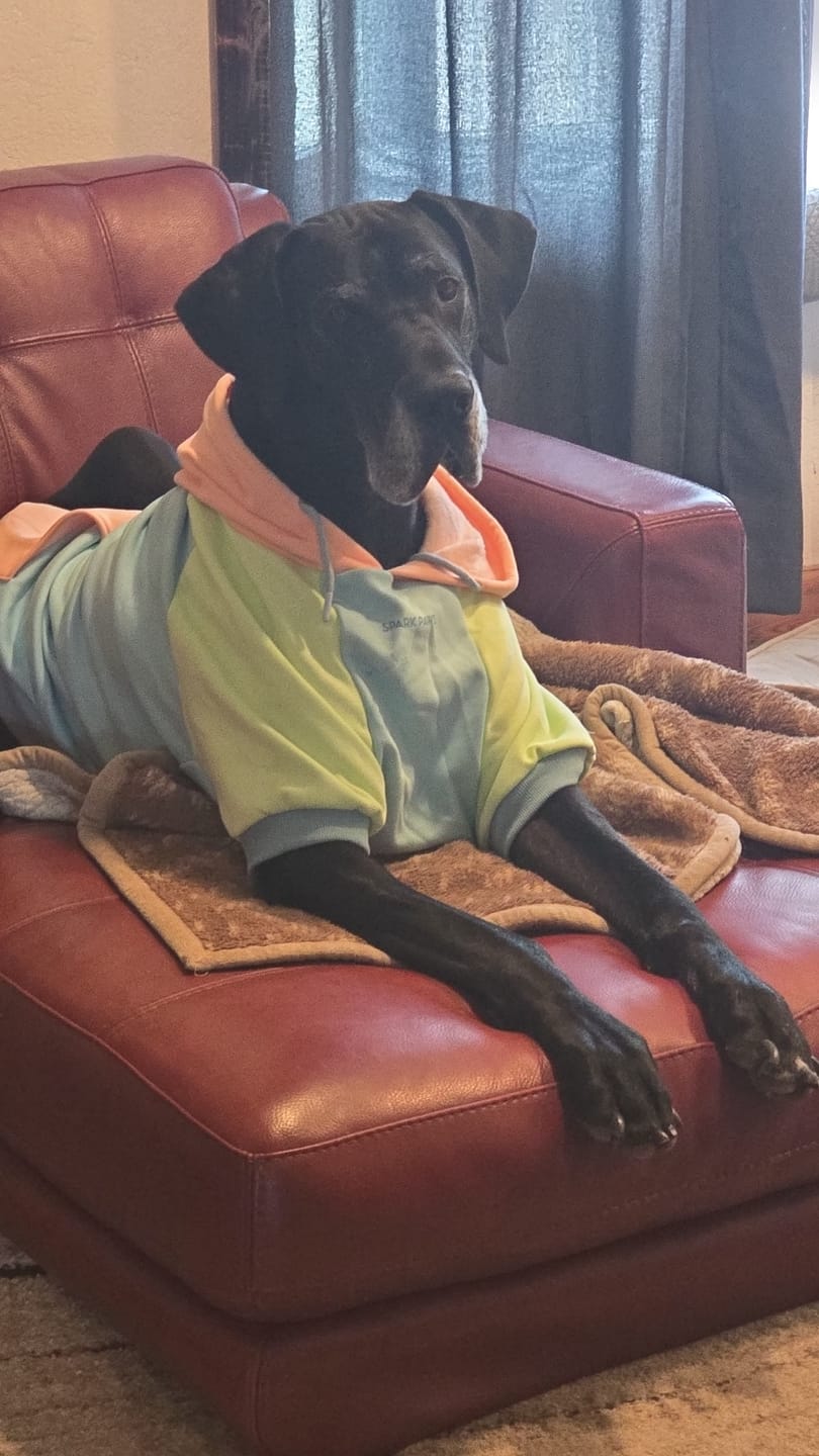 Customer photo review of Jelly Bean Dog Hoodie