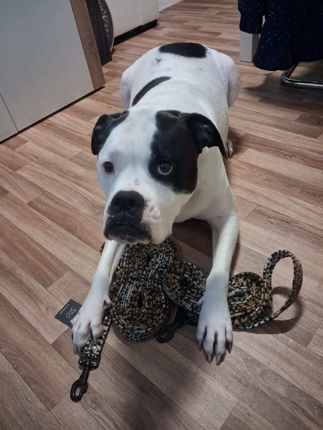 Customer photo review of Walk Leash Leopard - Säkert nylonkoppel i olika längder
