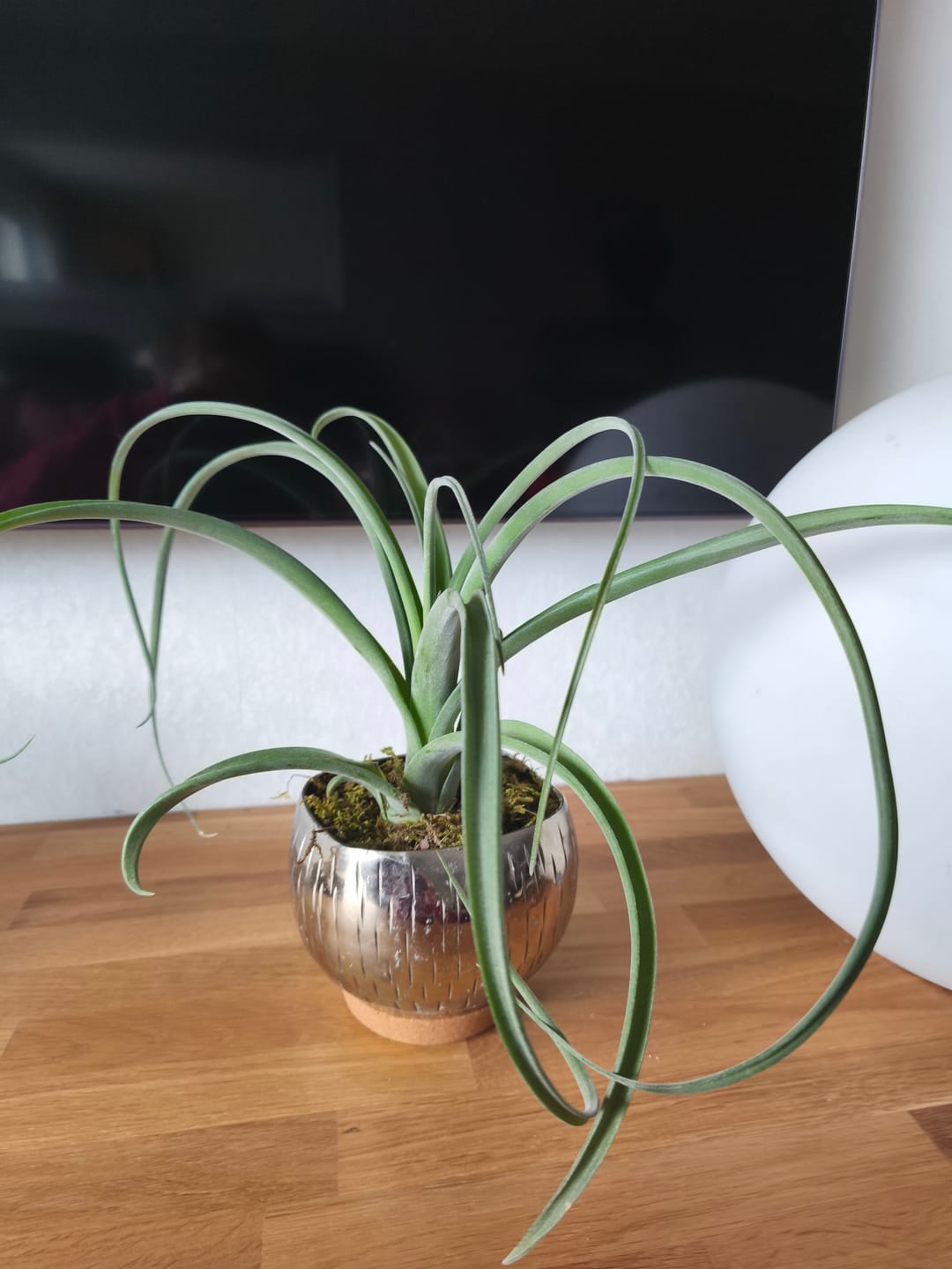 Customer photo review of Tillandsia "Curly Slim" - intermedia x streptohphylla