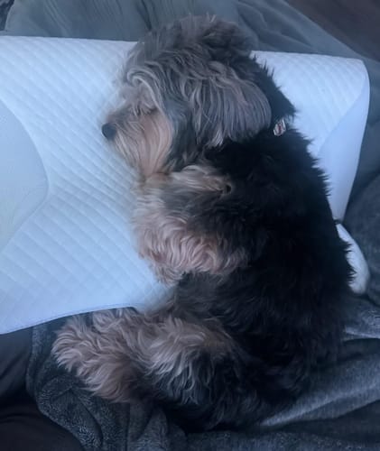 Customer photo review of Cervical Pillow for Neck Pain, Migraines & Sleep Apnea