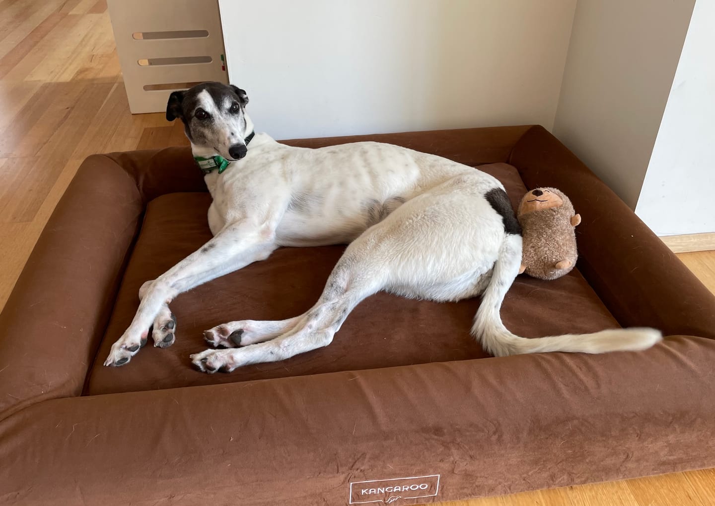 Customer photo review of Orthopaedic Memory Foam Dog Bed